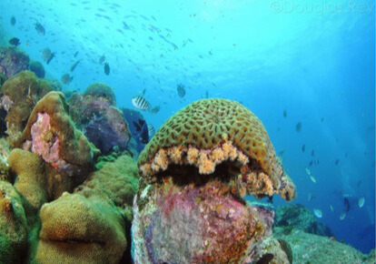 Este projeto monitora a saúde dos corais diante do estresse climático e incentiva o compartilhamento de fotos de recifes no Instagram para aprimorar os esforços de monitoramento.